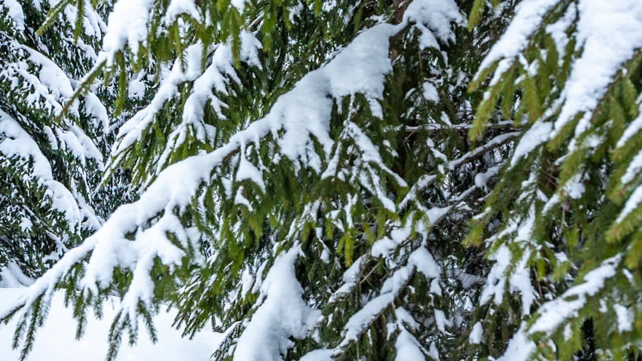 冰雪覆盖的树木构成了美丽的冬季景观。冬天的山。视频素材