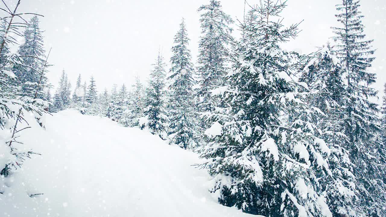 树枝上美丽的绒毛雪。雪从云杉的树枝上美丽地飘落下来。冬天的童话，树在雪里囚禁。冬天下雪的视频视频素材