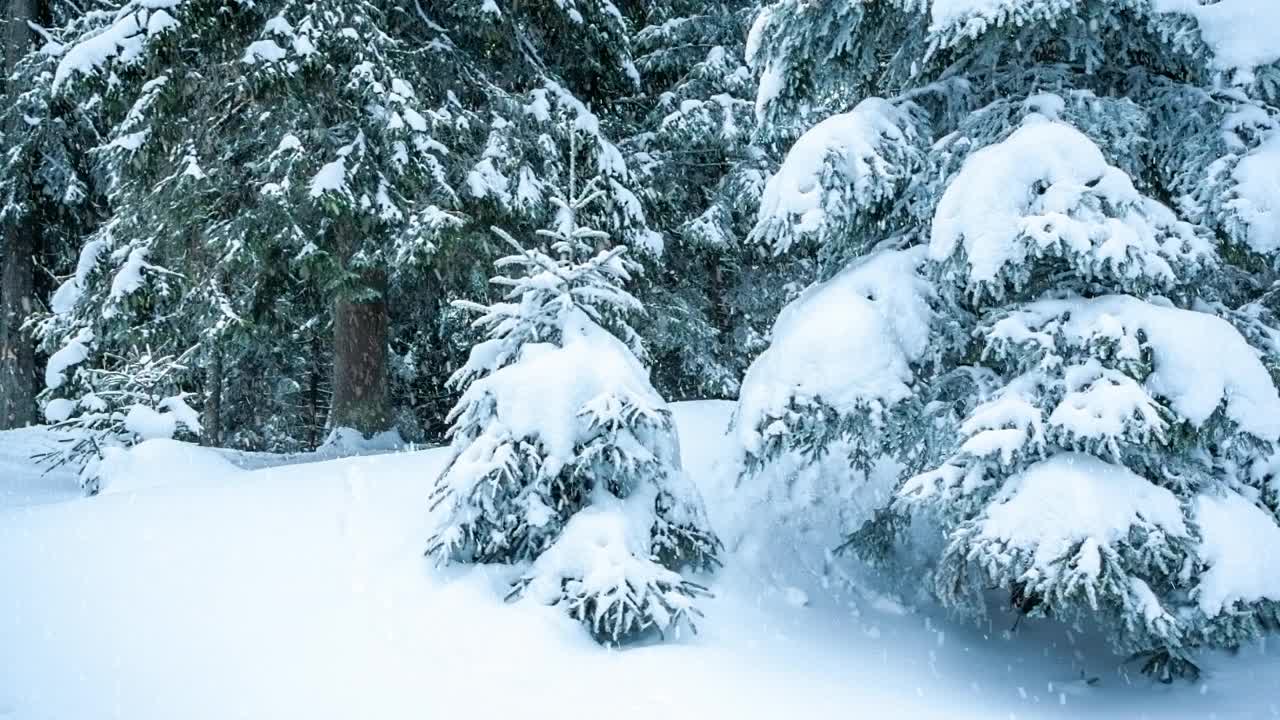 冰雪覆盖的树木构成了美丽的冬季景观。冬天的山。视频素材