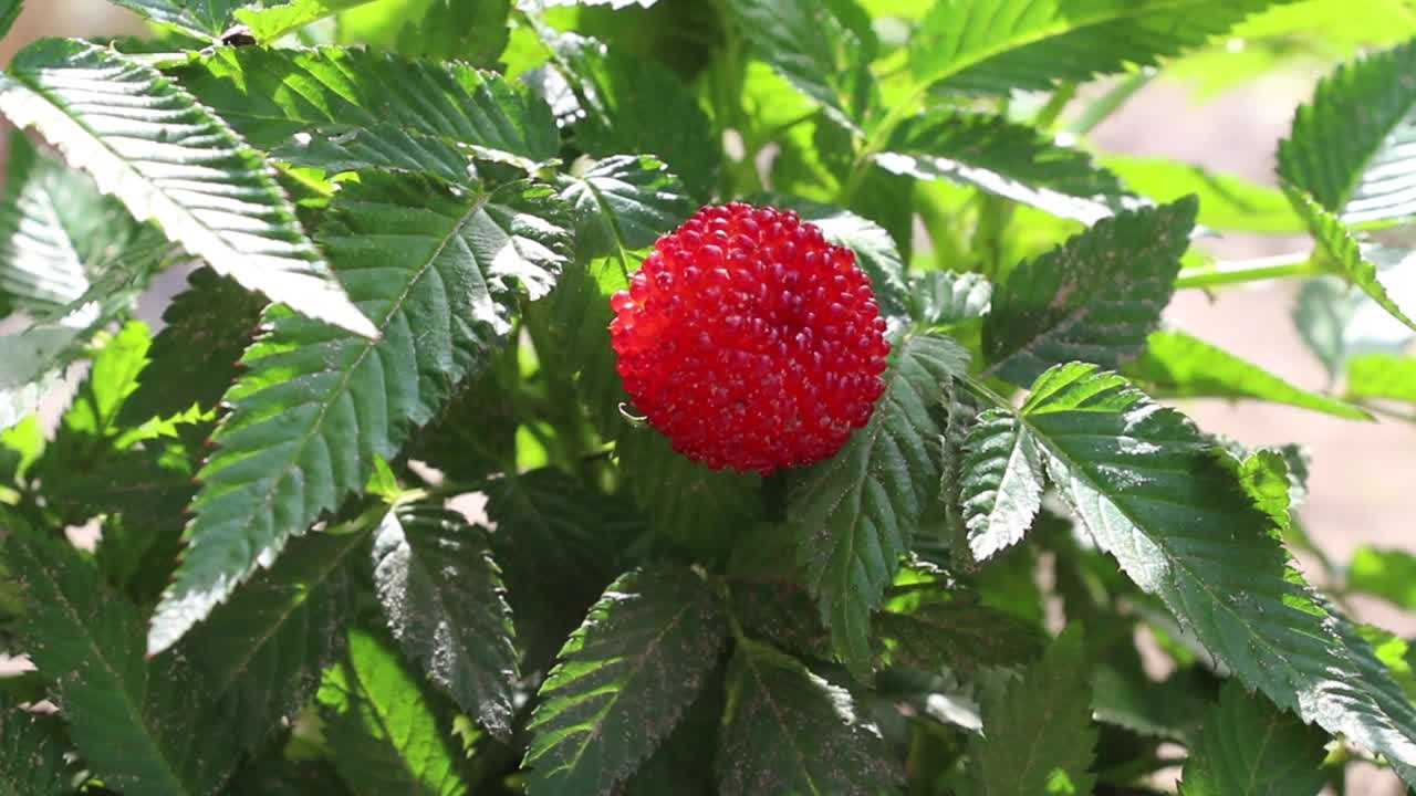 西藏rose-leaved覆盆子。有叶子的绿色灌木上的红色甜浆果。悬钩子属植物rosifolius。原产于亚洲的果状小灌木。视频素材