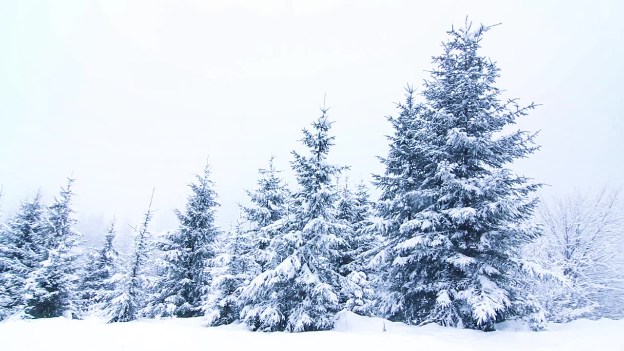 美丽的冬天的风景。云杉森林被冰雪覆盖的冬季景观视频素材