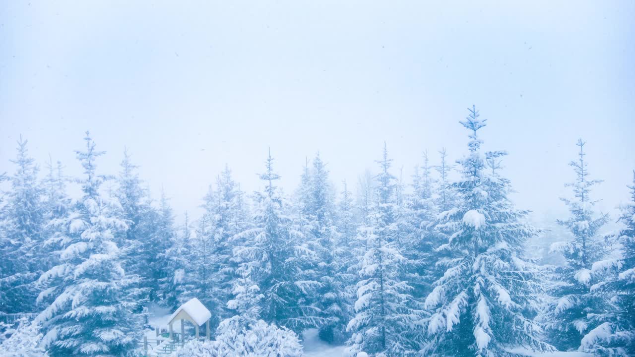 美丽的冬天的风景。云杉森林被冰雪覆盖的冬季景观视频素材