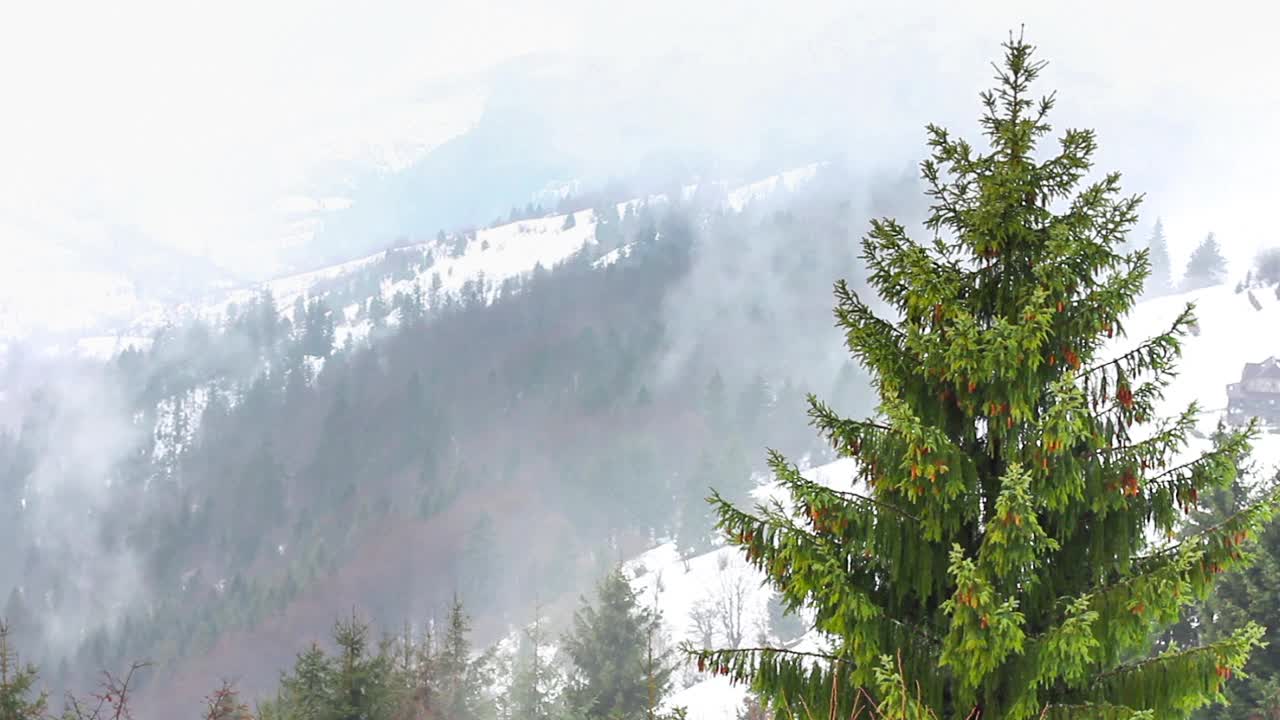 美丽的冬天的风景。云杉森林被冰雪覆盖的冬季景观视频素材