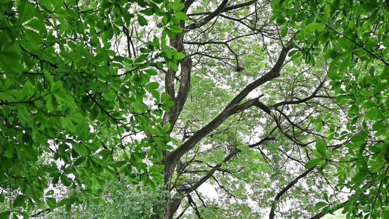 在热带雨林中，树木和枝叶郁郁葱葱视频素材