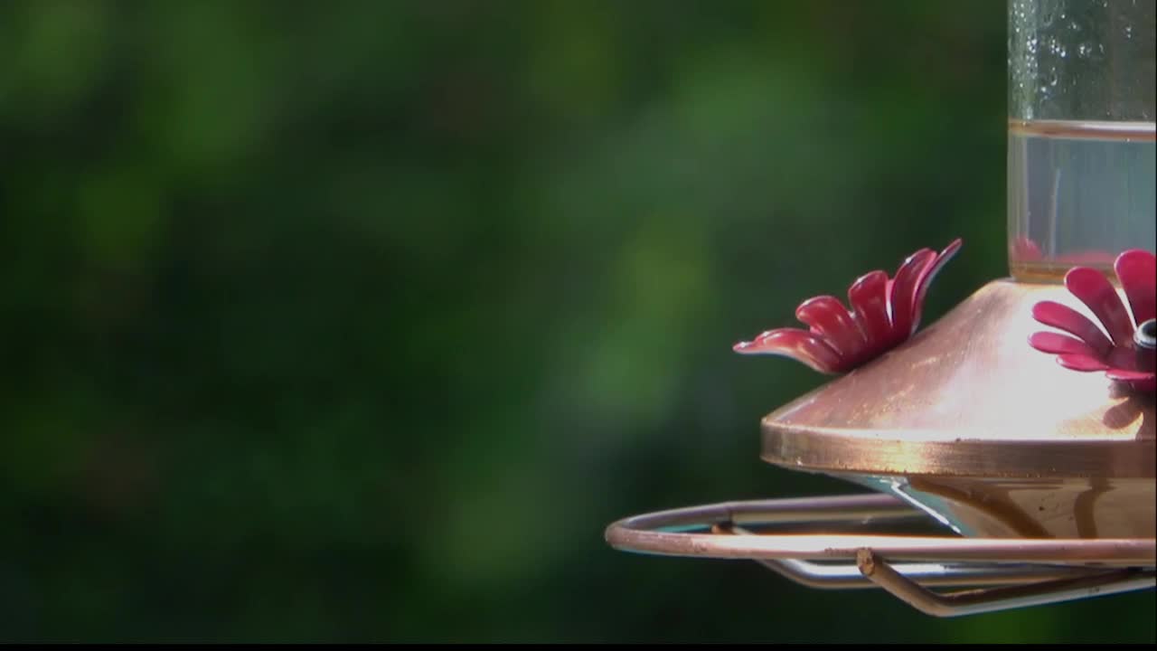 美丽的绿色蜂鸟正在吃蜂鸟喂食器视频素材