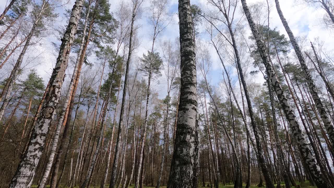 下午有桦树的桦树林视频素材