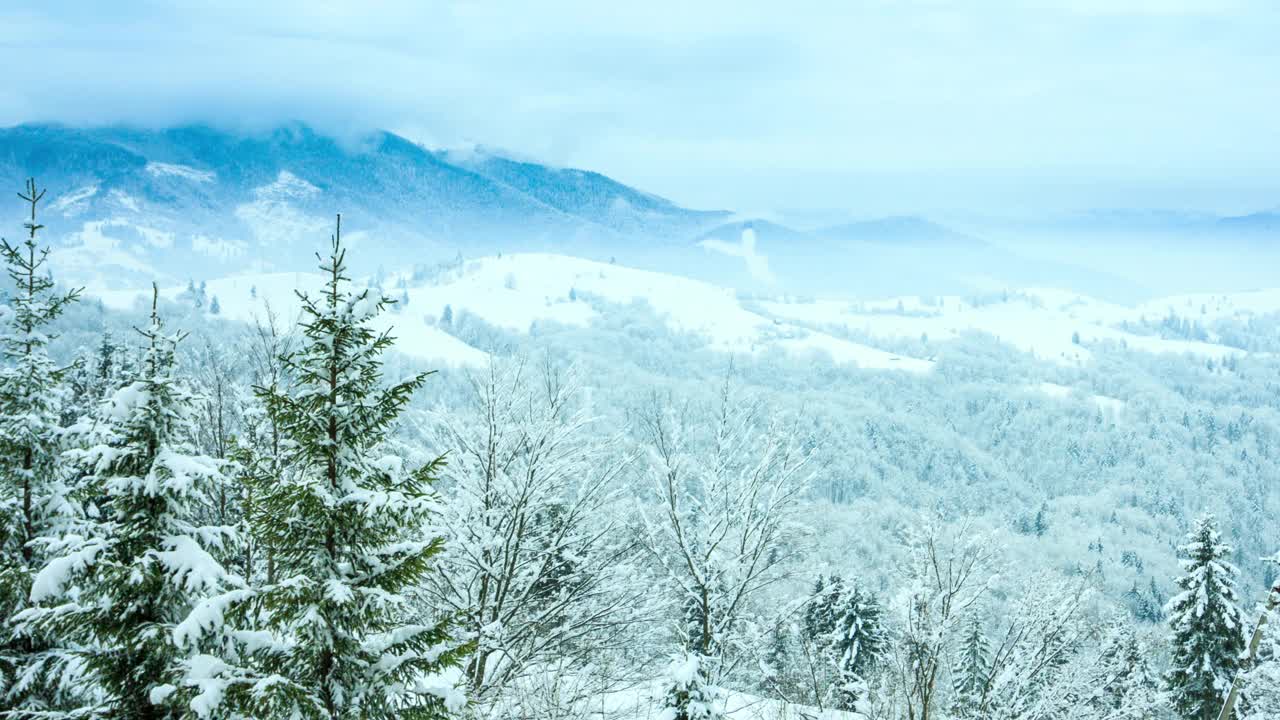 美丽的冬天的风景。云杉森林被冰雪覆盖的冬季景观视频素材