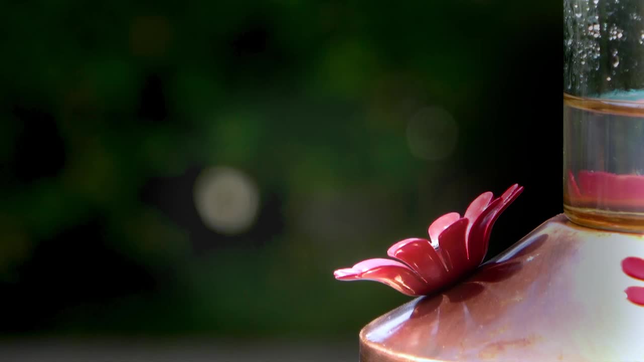 美丽的绿色蜂鸟正在吃蜂鸟喂食器视频素材