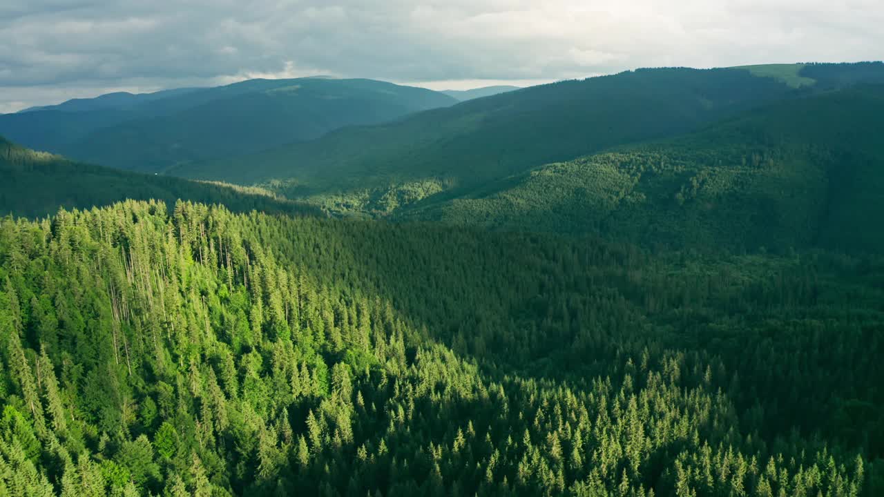 山山谷山树木森林松树太阳日落自然植物视频素材