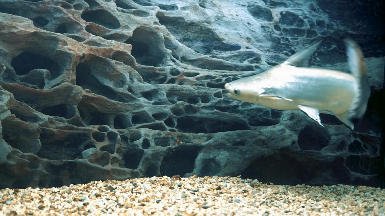 鲨鱼鲶鱼泛asianodon hypoophthalmus在水族馆游泳视频素材