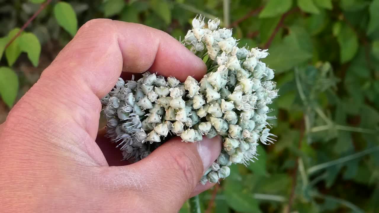 在花园的天然空地上种下洋葱，洋葱植物的种子，视频素材