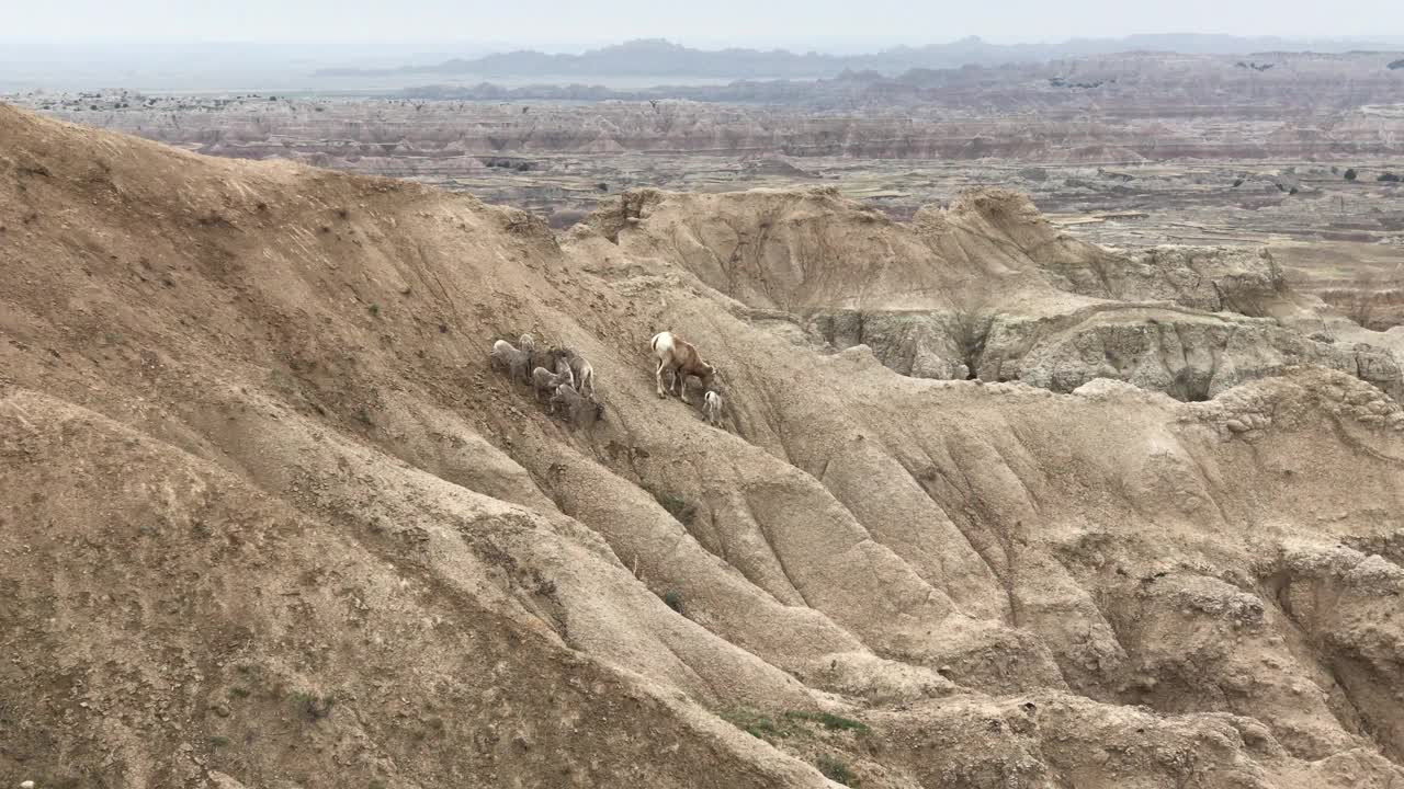 大角羊小羊羔和妈妈在岩石山脊上视频素材