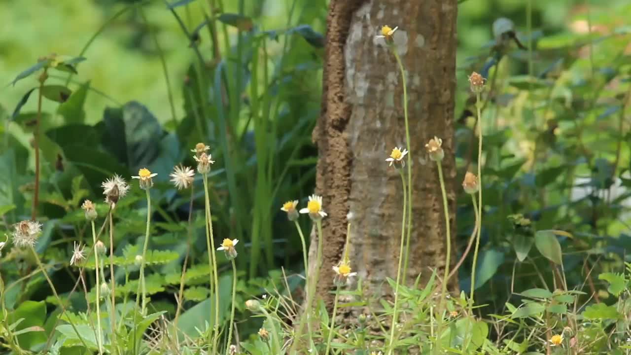 野生黄蝴蝶视频素材