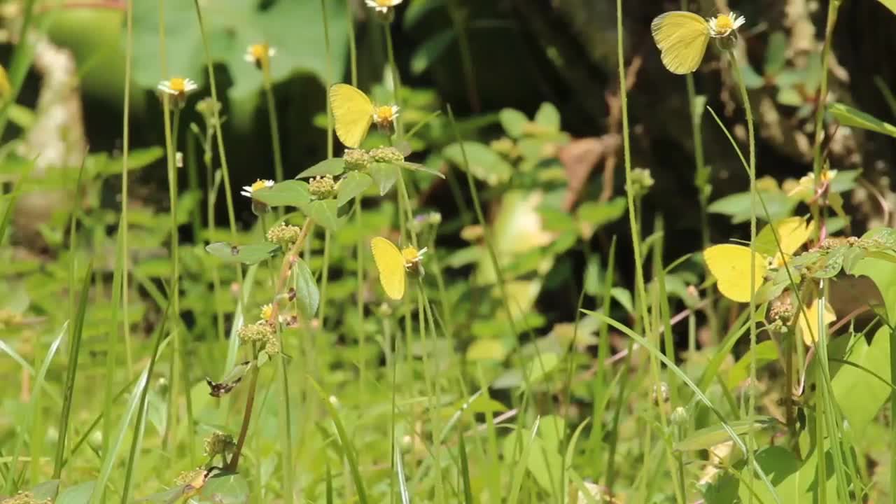 野生黄蝴蝶视频素材