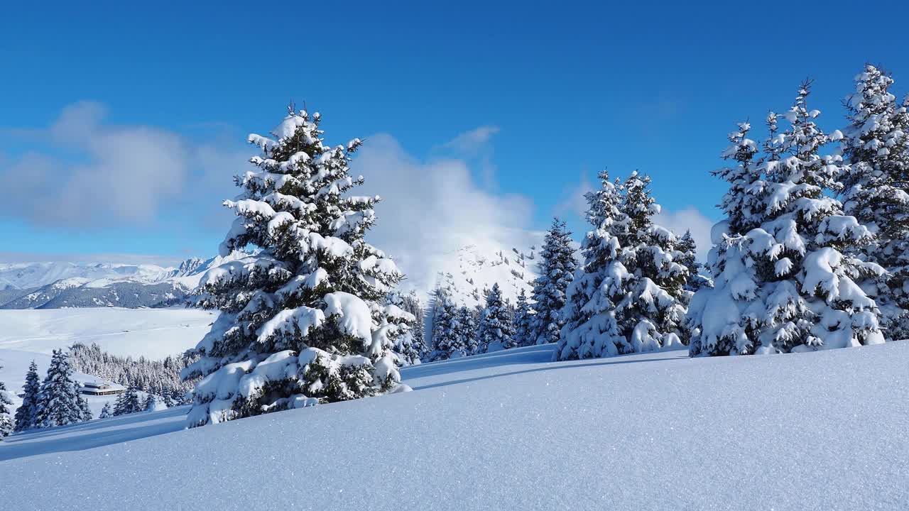 令人惊叹的是，一群孤立的松树被刚下过的雪覆盖着。高山和冬季比赛。美妙的风景。自由与和平竞赛视频素材