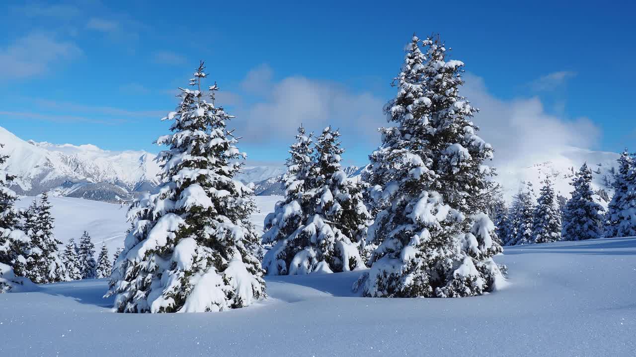 令人惊叹的是，一群孤立的松树被刚下过的雪覆盖着。高山和冬季比赛。美妙的风景。自由与和平竞赛视频素材