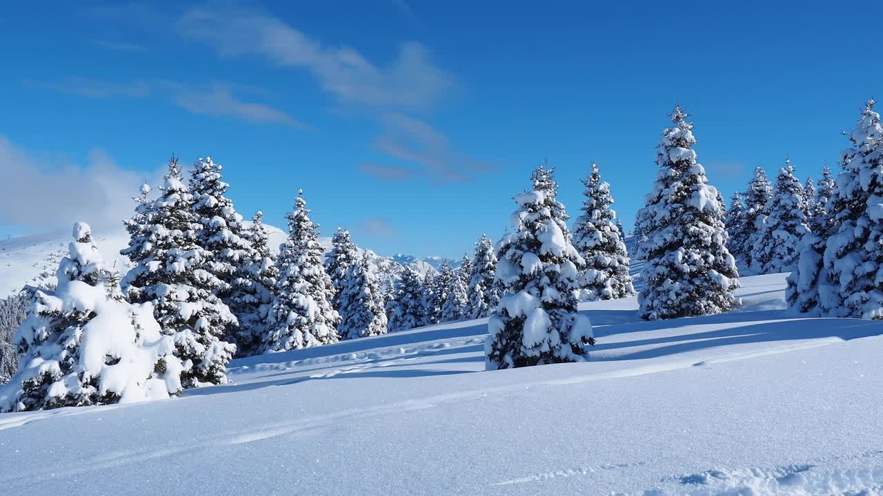 令人惊叹的是，一群孤立的松树被刚下过的雪覆盖着。高山和冬季比赛。美妙的风景。自由与和平竞赛视频素材