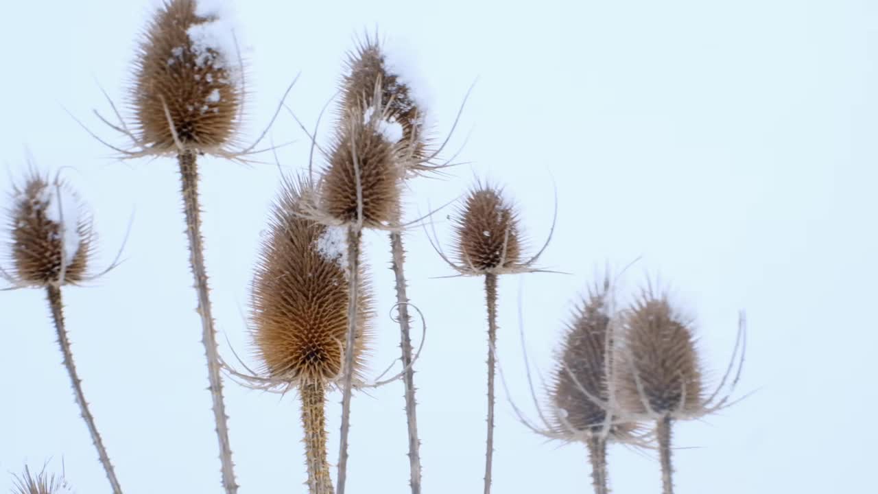 暴风雪。冬天多雪多风的天气。冬天雪地里风中干燥的植物。冬天的季节。视频素材