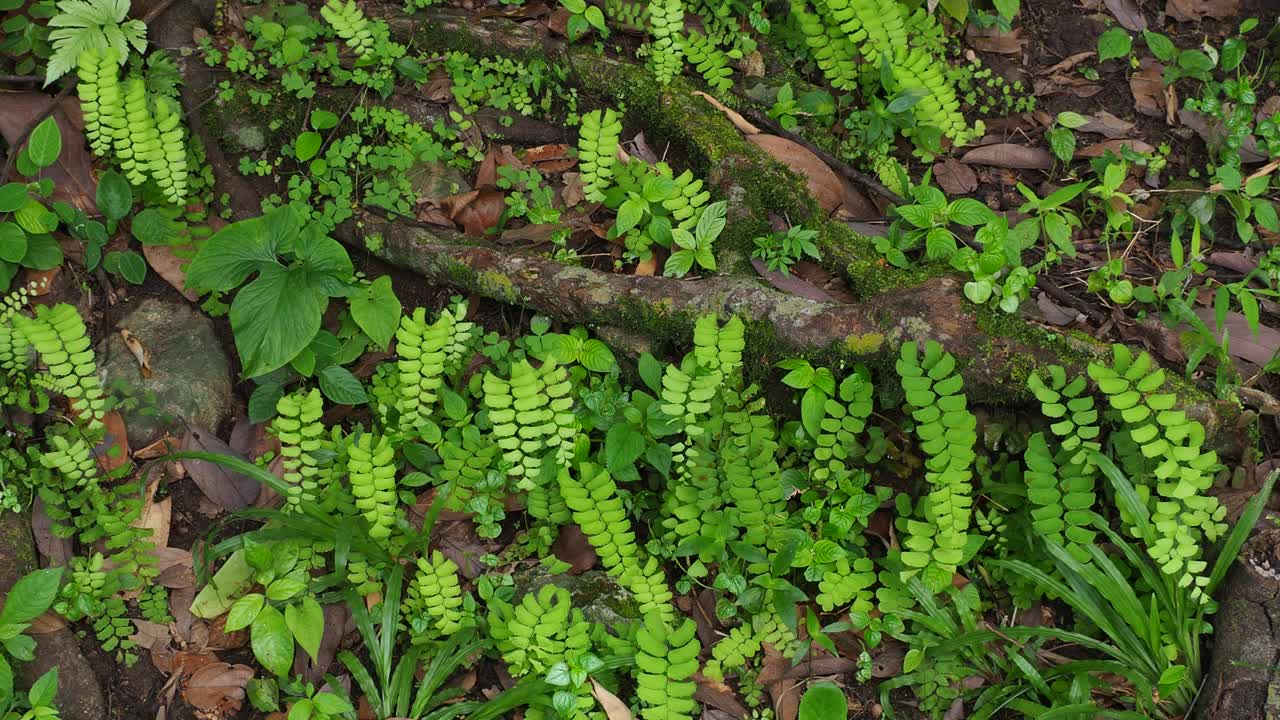 热带雨林中树上的绿色蕨类和苔藓视频素材