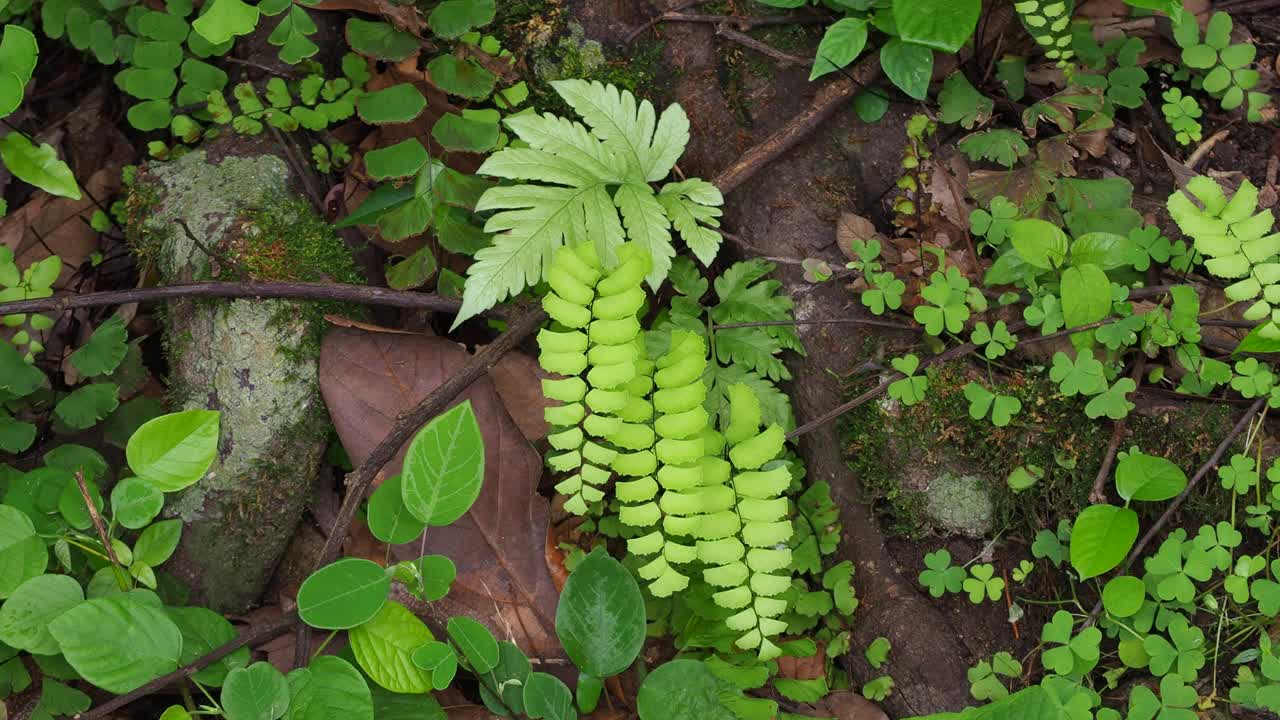 热带雨林中树上的绿色蕨类和苔藓视频素材