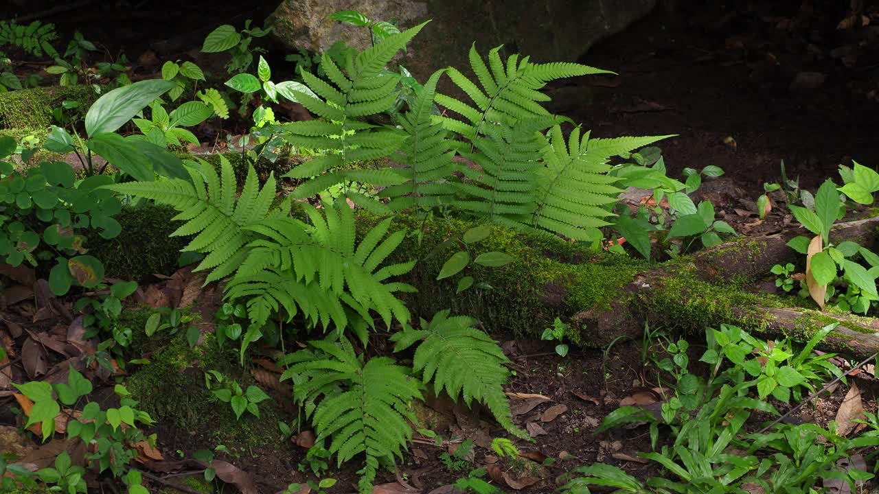 热带雨林中树上的绿色蕨类和苔藓视频素材