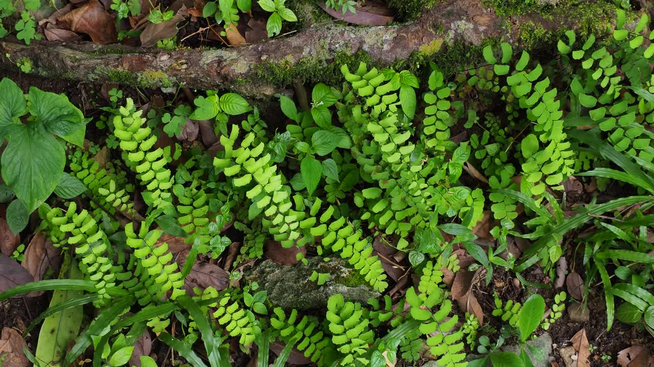 热带雨林中树上的绿色蕨类和苔藓视频素材