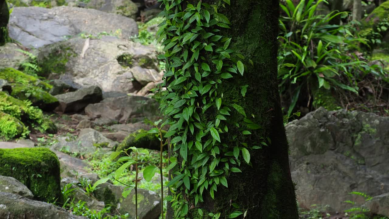 热带雨林中树上的绿色蕨类和苔藓视频素材