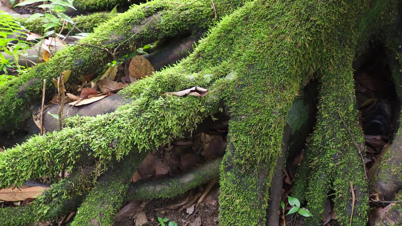 热带雨林中树上的绿色蕨类和苔藓视频素材