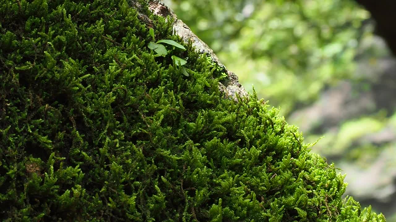 热带雨林中树上的绿色蕨类和苔藓视频素材