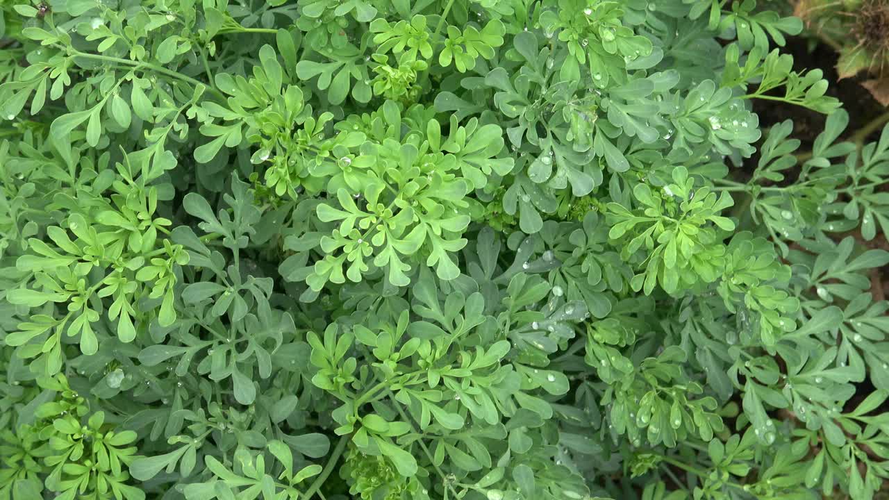 雨后花园中的芸香植物。草药。视频素材