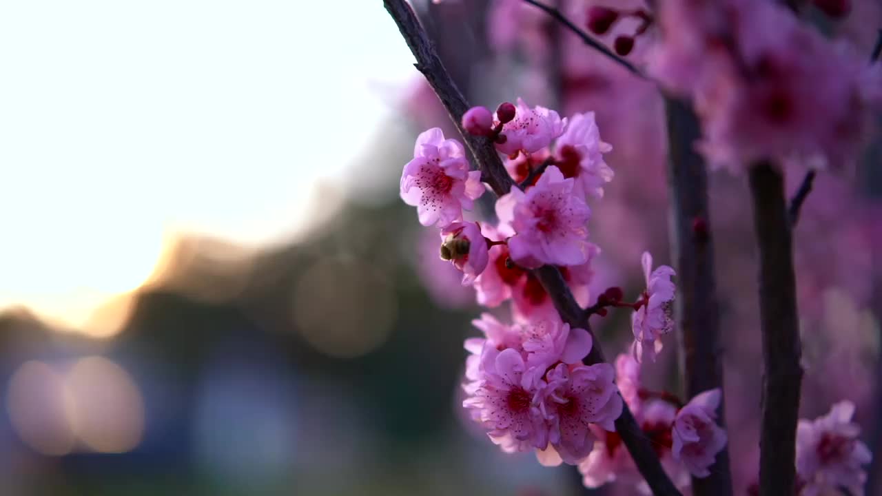 下午，蜜蜂在樱花树间飞舞视频素材