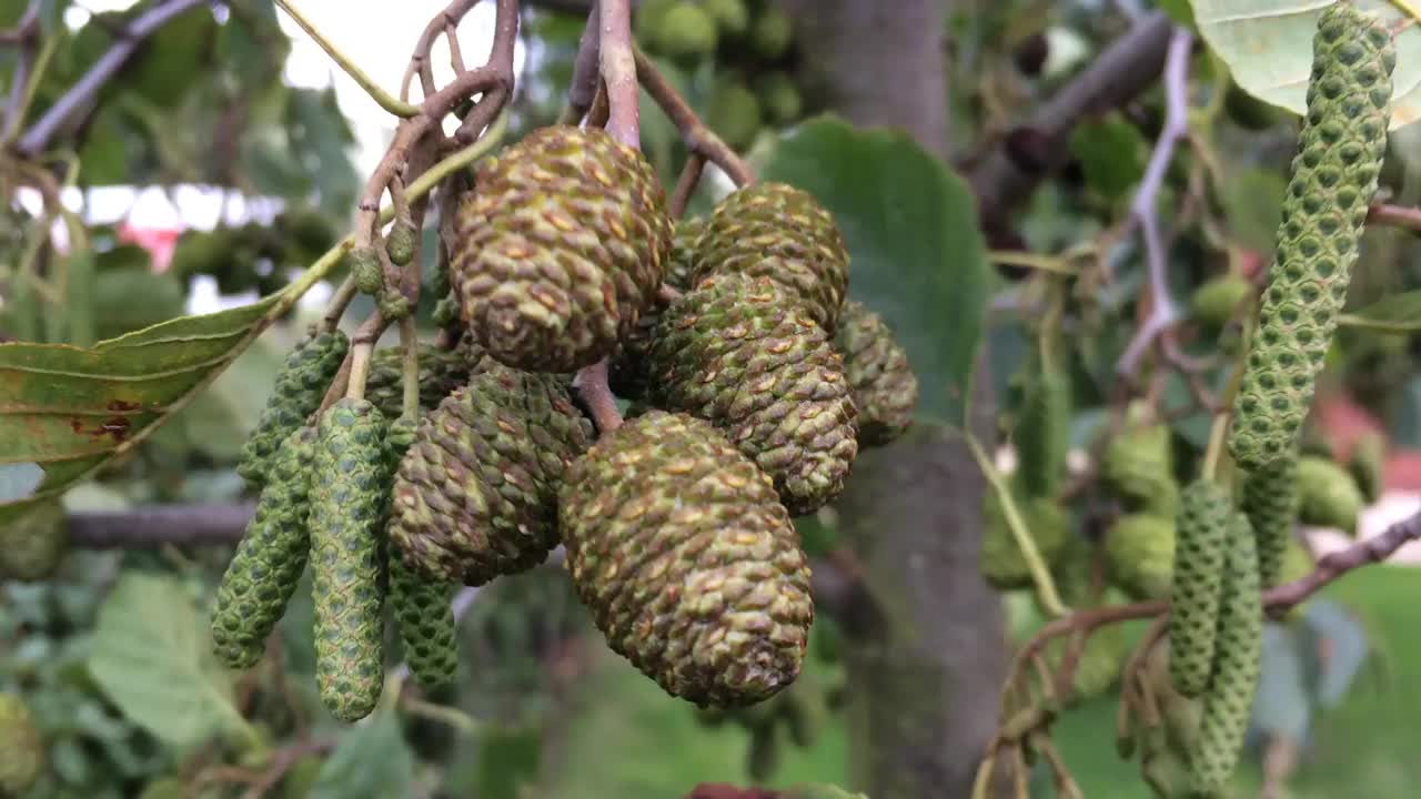 桤木(Alnus glutinosa) -雌球果视频素材