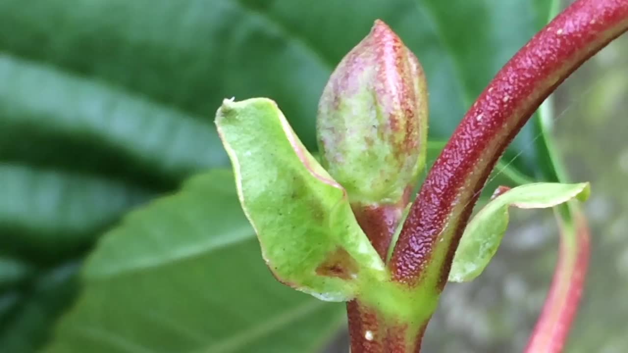 普通桤木(桤木)-嫩枝和芽视频素材