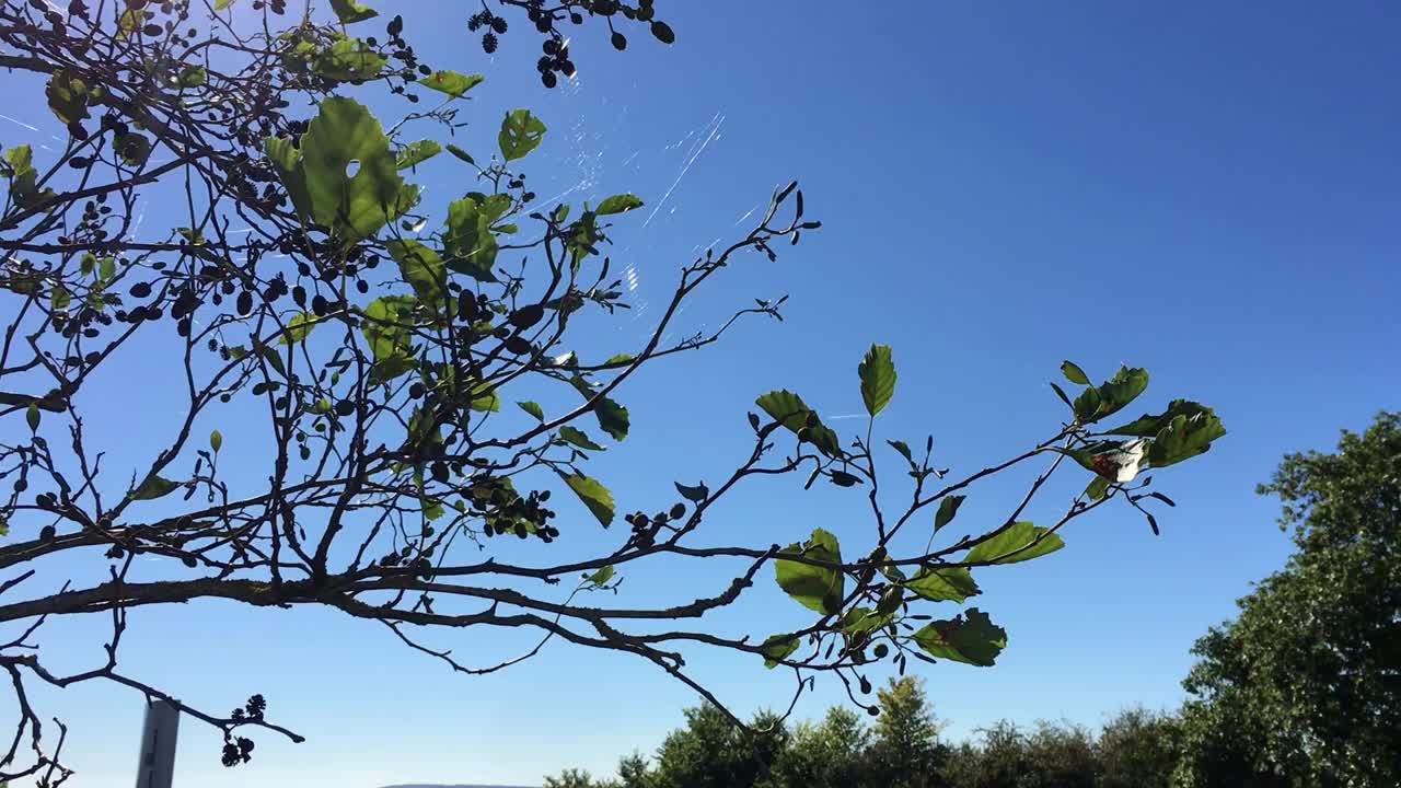 普通桤木(桤木)-树枝，小枝，叶和球果视频素材