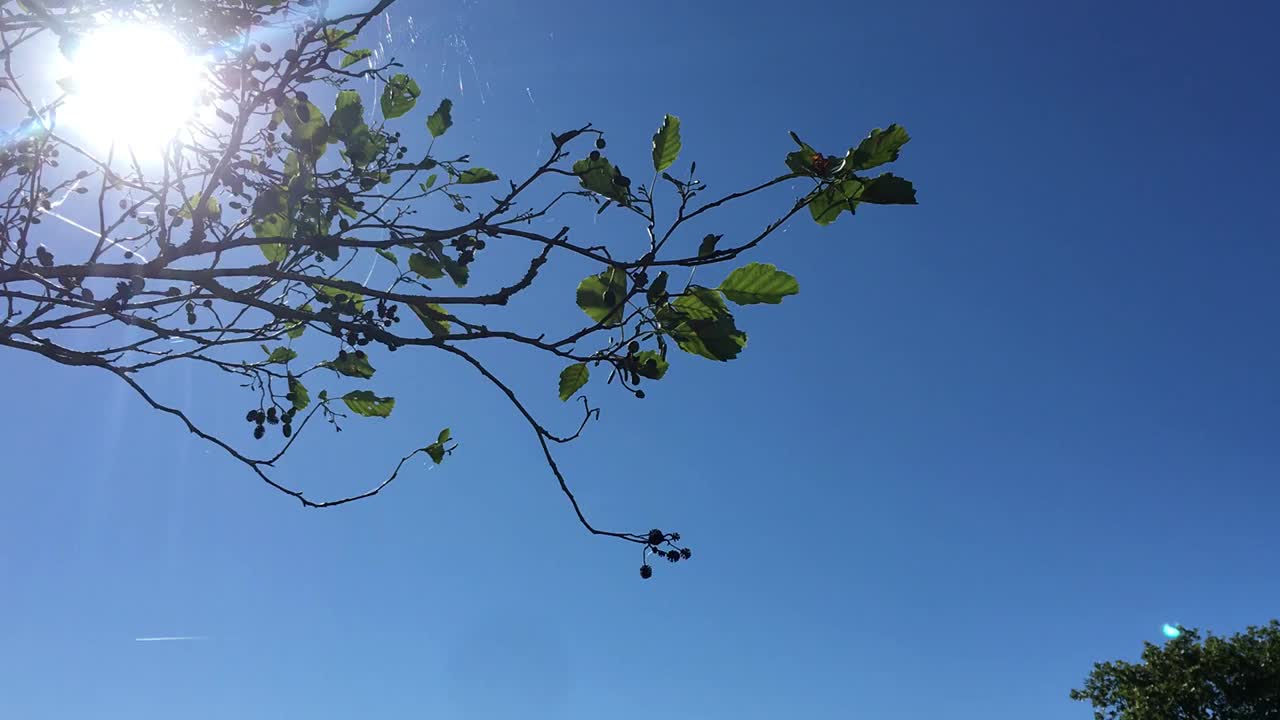 普通桤木(Alnus glutinosa) -树枝，小枝，叶子和球果在阳光下视频素材