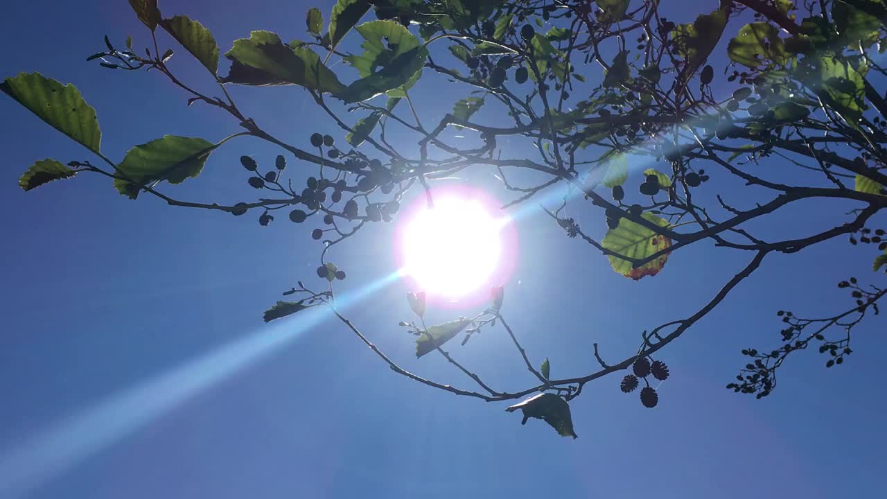 普通桤木(Alnus glutinosa) -树枝，小枝，叶子和球果在阳光下视频素材