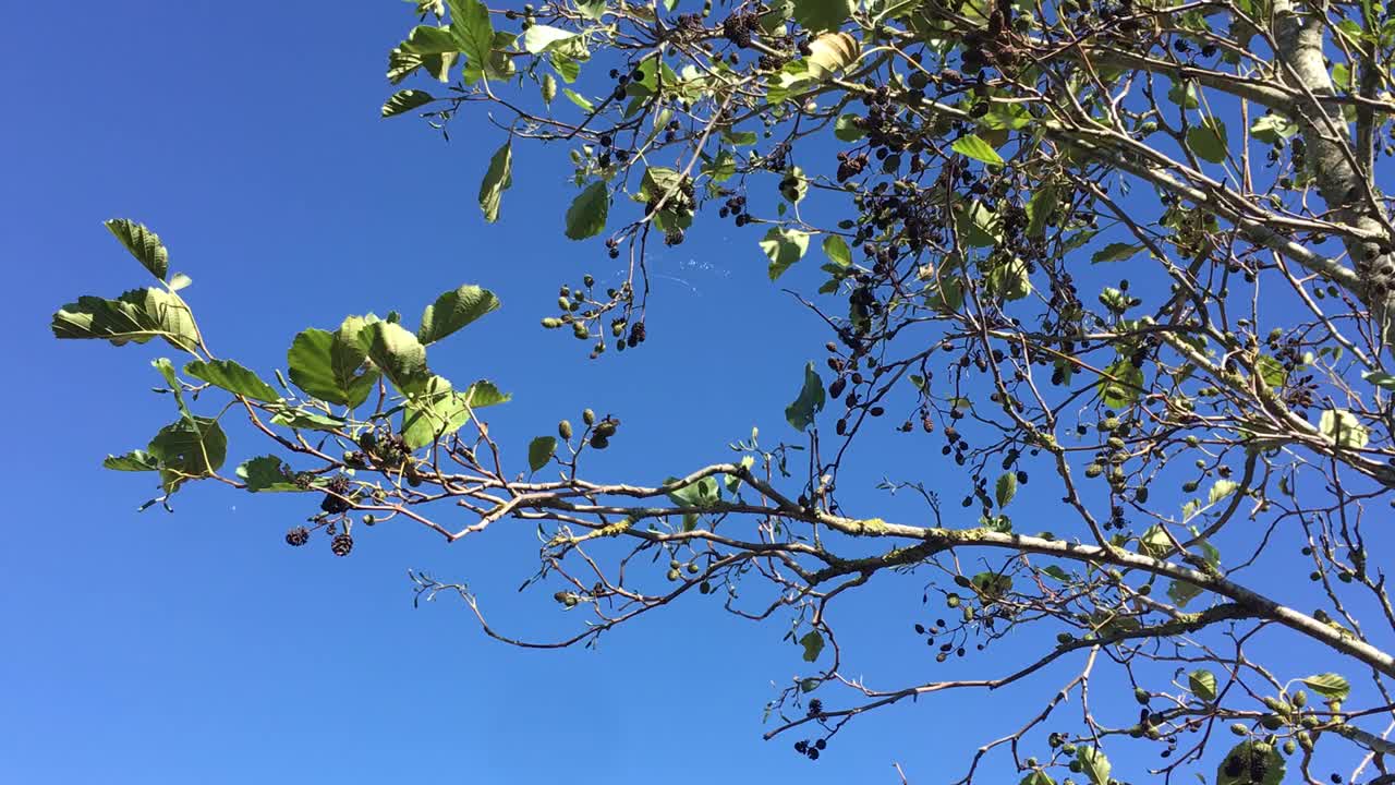 普通桤木(桤木)-树枝，小枝，叶和球果视频素材