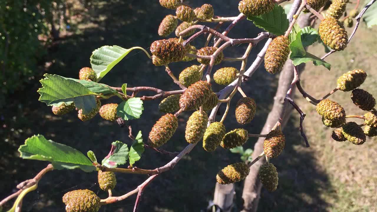 桤木(Alnus glutinosa) -雌球果视频素材