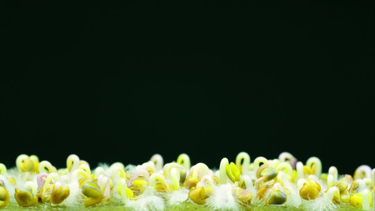 嫩绿色植物从种子发芽近距离视频素材