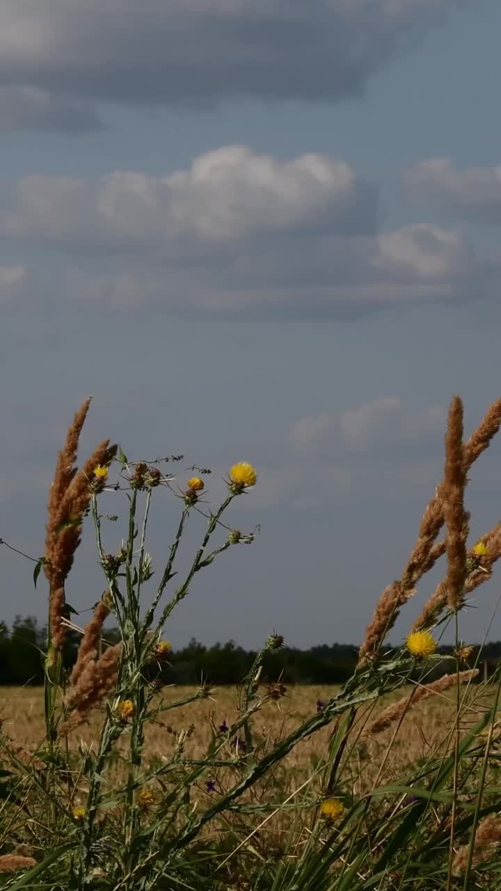 蓬松的蒲苇小穗和黄色的野花在天空背景中随风摇摆视频素材