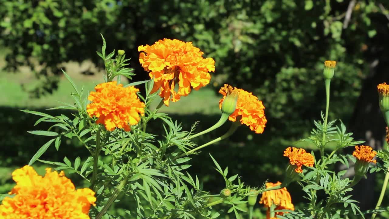 金盏花(万寿菊)。夏天，大黄色美丽的花蕾在花园里绽放。一年一度的灌木。视频视频下载