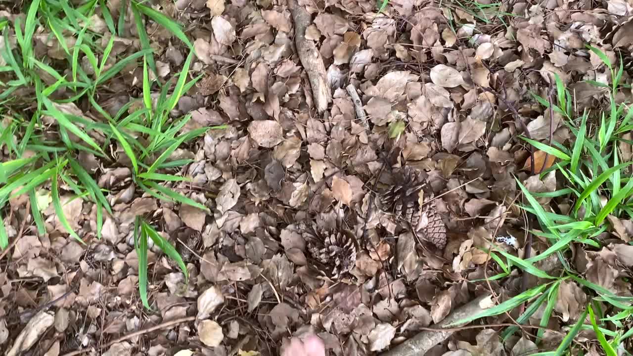 在湖里遛狗和游泳视频素材