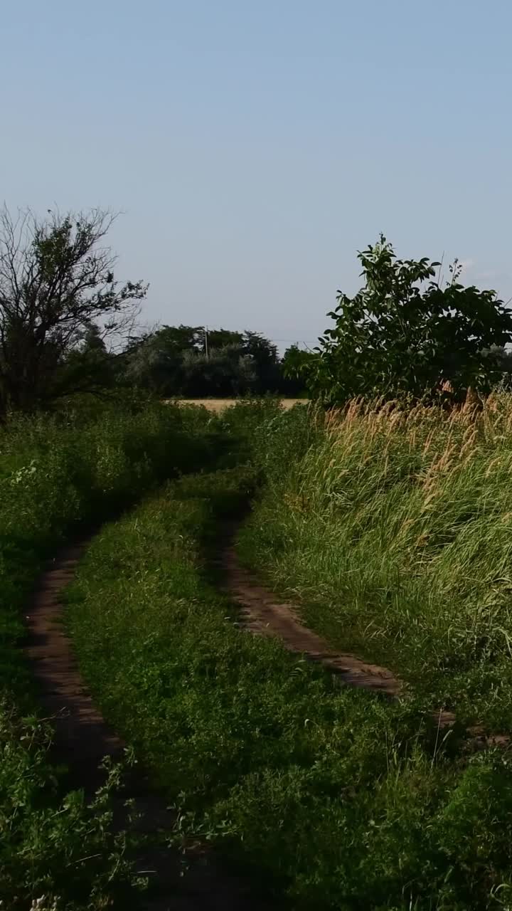 杂草丛生的乡村道路景观与谷类作物田和天空中的云视频素材