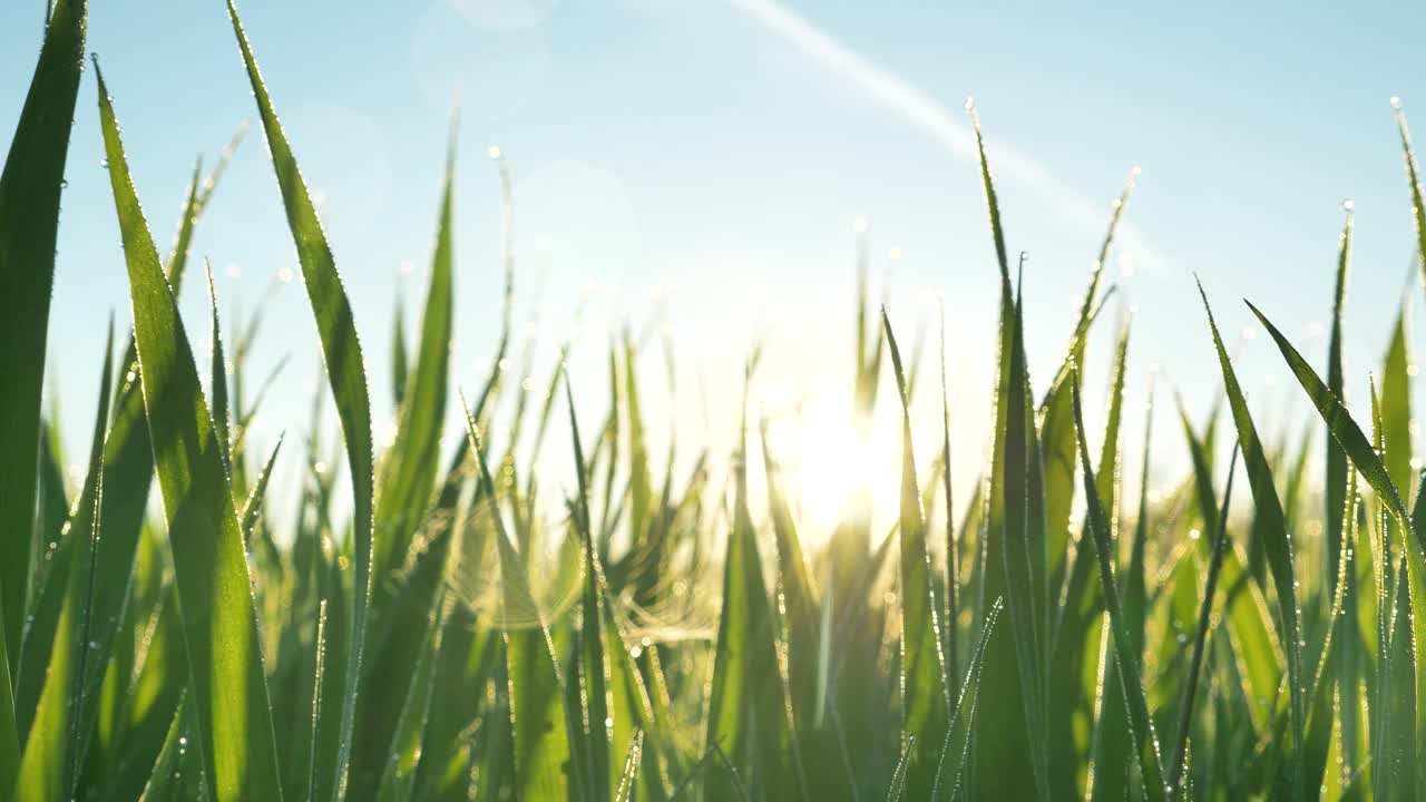 夏天早晨，绿草的茎挡住了阳光视频素材