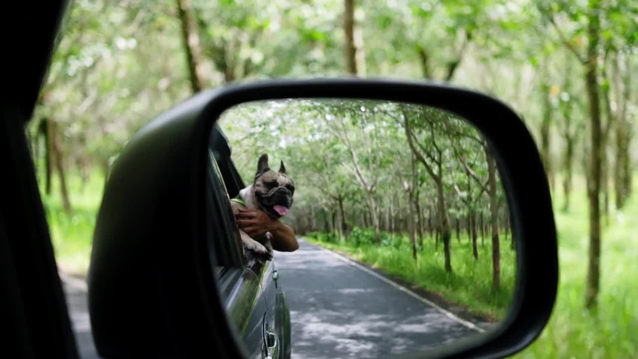 可爱的法国斗牛犬从车窗伸出来，快乐地看着路边，和他的主人一起旅行。慢动作视频素材