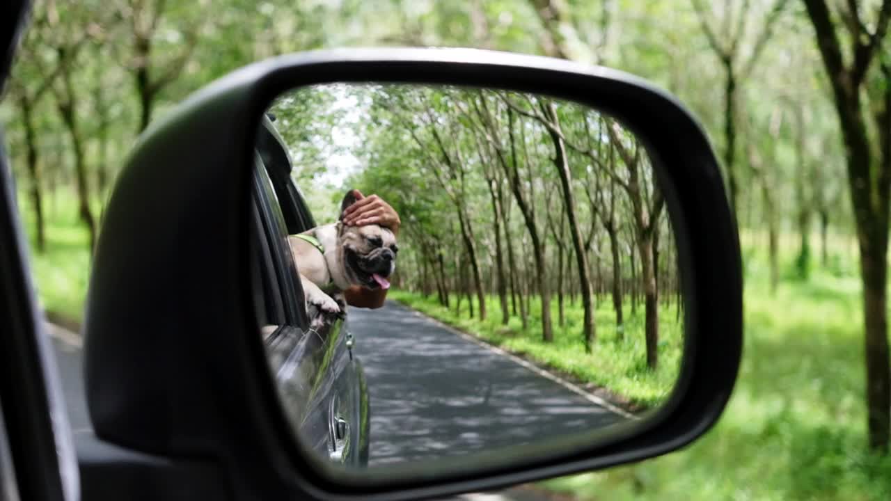 可爱的法国斗牛犬从车窗伸出来，快乐地看着路边，和他的主人一起旅行。慢动作视频素材