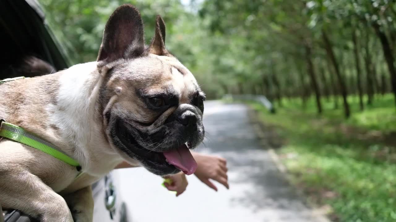 可爱的法国斗牛犬从车窗伸出来，快乐地看着路边，和他的主人一起旅行。慢动作视频素材