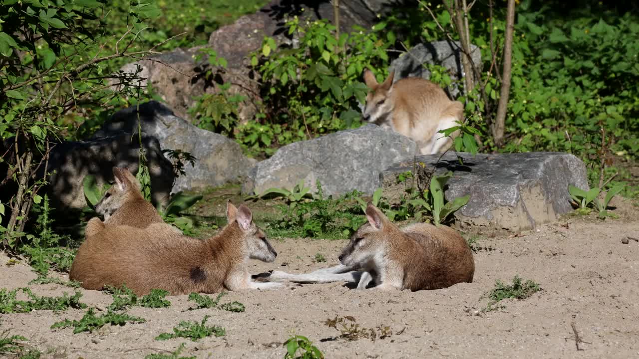 敏捷小袋鼠，Macropus agilis也被称为沙袋鼠视频素材