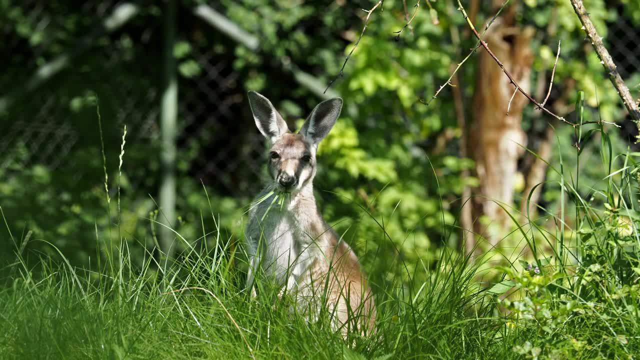 敏捷小袋鼠，Macropus agilis也被称为沙袋鼠视频素材