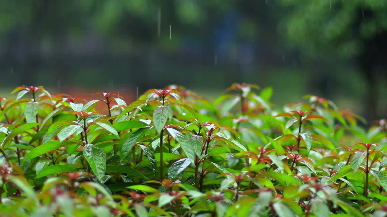 消防灌木植物和降雨视频素材